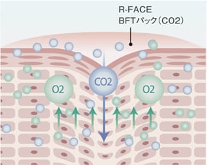 ボーア効果の仕組
